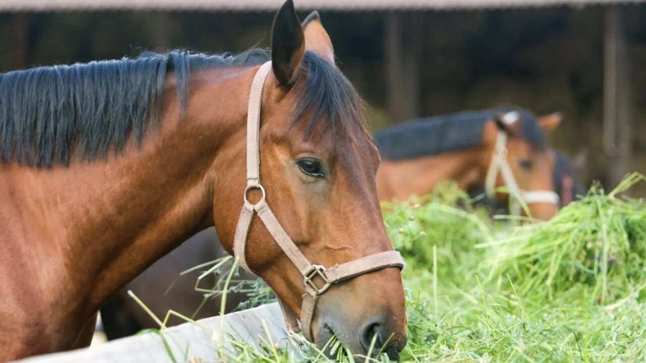 Alimentação Equina: Fibra Longa Reduz Riscos de Cólica e Úlcera em Cavalos