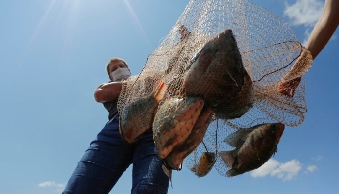 Paraná impõe taxa de 22% sobre tilápia importada