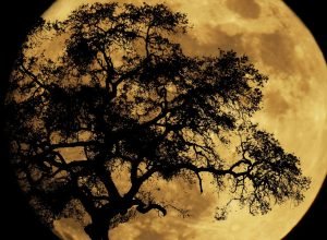 Lua Cheia de Perigeu será visível neste sábado