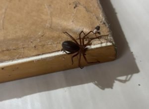 Saúde alerta para cuidados com aranhas no verão