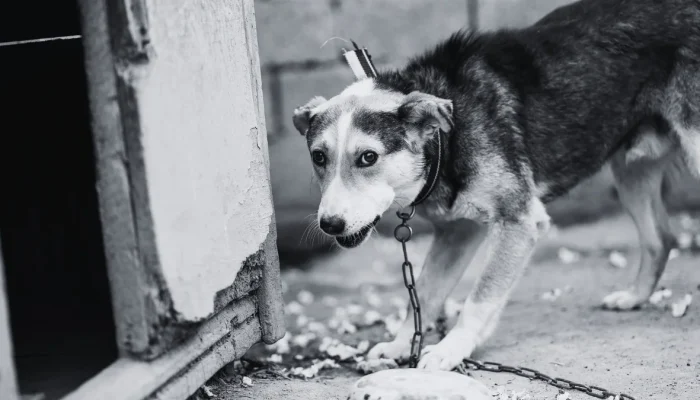 2024404brava-baixadaanimal-acorrentado006699030202609021852.webp.webp