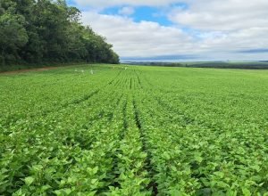 Paraná gera quase 40% das sementes de feijão do Brasil