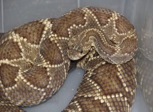 Paraná registra 863 acidentes com serpentes em 2025 e alerta para aumento no verão