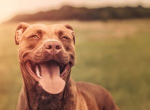 Pitbulls soltos atacam animais e deixam cão morto em Guarapuava