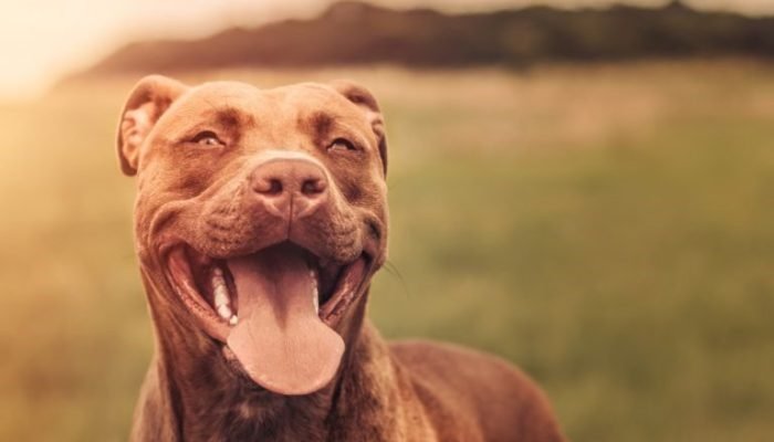 Pitbulls soltos atacam animais e deixam cão morto em Guarapuava