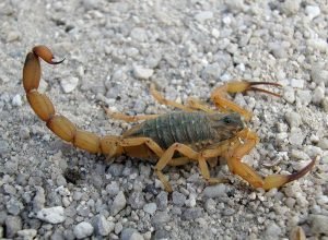 Saúde alerta para risco de acidentes com animais peçonhentos no verão