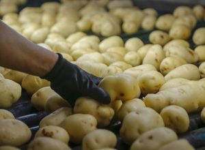 Palmas consolida posição como principal produtor de sementes de soja e batata no Paraná