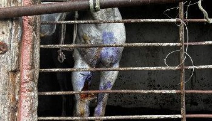 PCPR prende homem e resgata cavalo vítima de maus-tratos em Pinhais