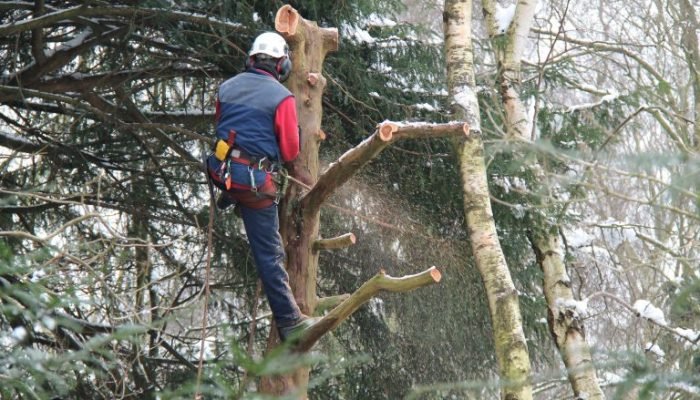 Lei permite poda ou corte de árvores quando órgão ambiental se omite