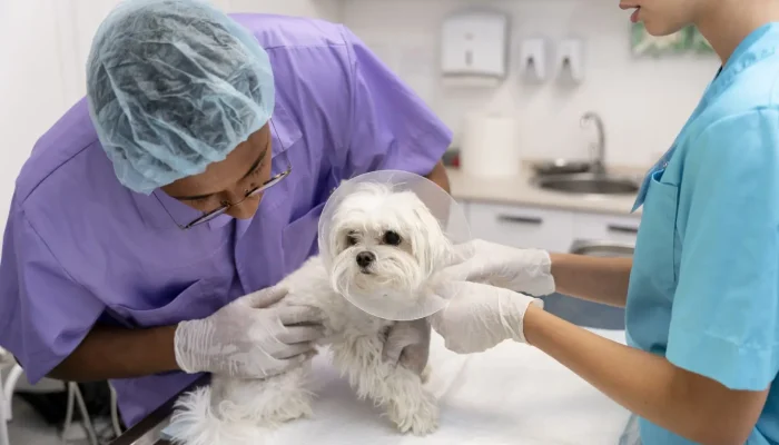 Guarapuava pede atualização de contatos de tutores no Programa de Esterilização