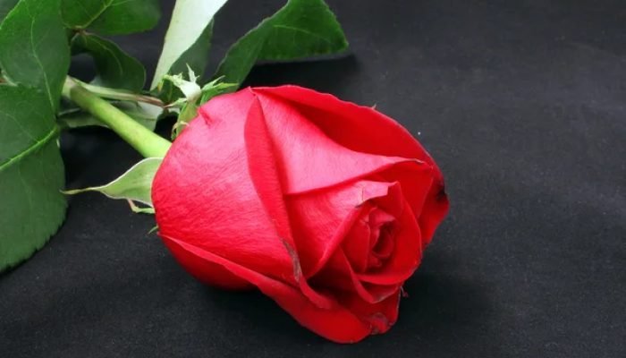 6e3d2d08db5559b97f2f141edf89efee0e3df260.jpg
