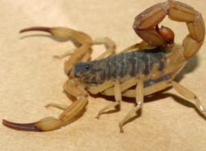 Estado inicia campanha para reforçar cuidados e prevenir picadas de escorpiões