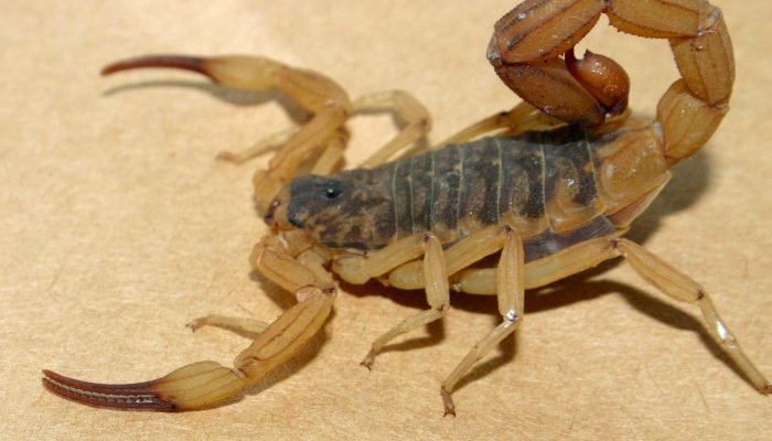 Estado inicia campanha para reforçar cuidados e prevenir picadas de escorpiões