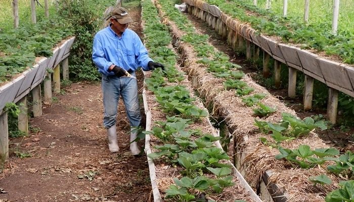 Agricultura.jpg
