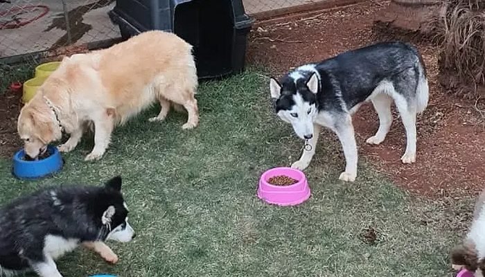 Cachorros.jpg