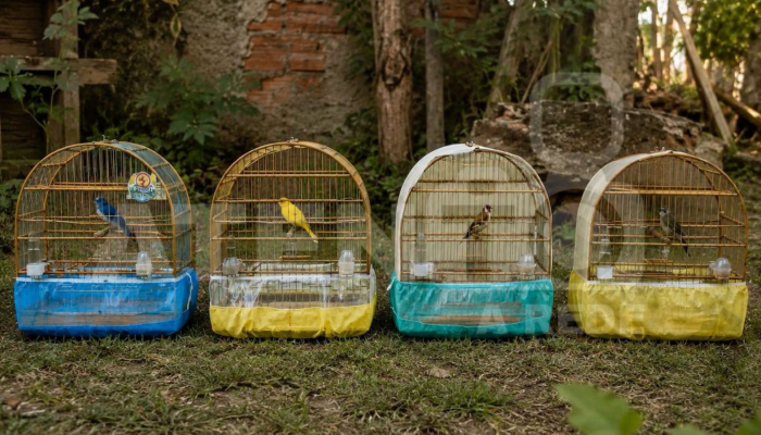 aves-silvestres006496040202607041801.png