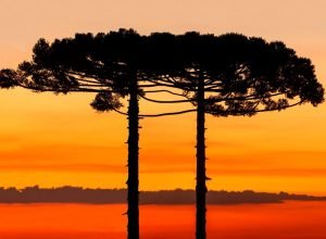 Onda de calor extremo permanece em alerta vermelho até segunda-feira no Brasil