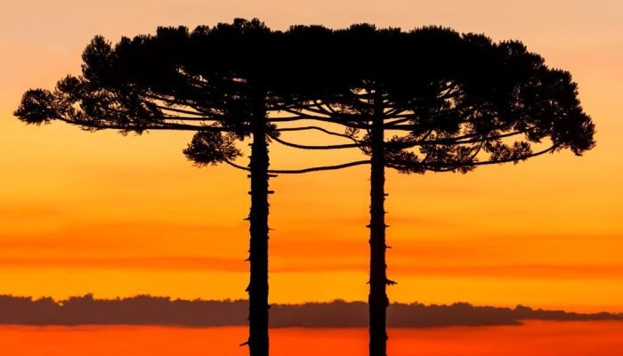 Onda de calor extremo permanece em alerta vermelho até segunda-feira no Brasil
