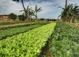 Paraná realiza censo para mapear agricultura orgânica