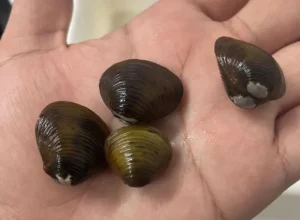 Unicentro identifica molusco invasor próximo ao manancial de Guarapuava