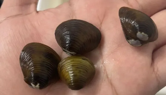 Unicentro identifica molusco invasor próximo ao manancial de Guarapuava