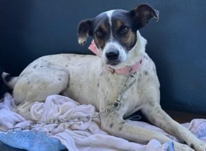 Estado retoma CastraPet em 42 municípios, de Manoel Ribas a Nova Cantu