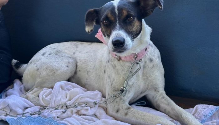 Estado retoma CastraPet em 42 municípios, de Manoel Ribas a Nova Cantu