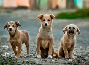 MPPR firma TAC com Laranjeiras do Sul para controle populacional e proteção de animais de rua