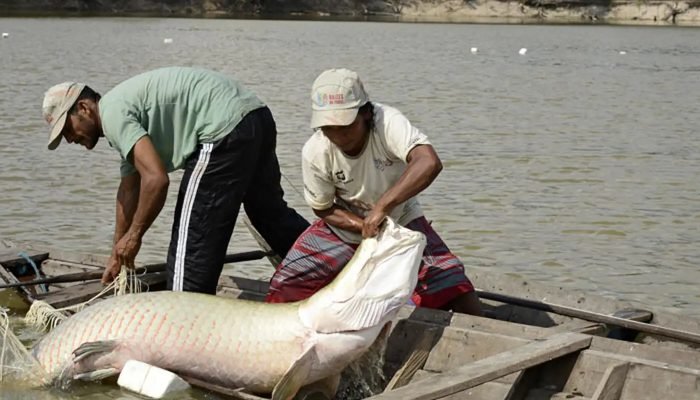 manejo_dos_peixes_pirarucu-adriano_gambarini_opan-7384.jpg