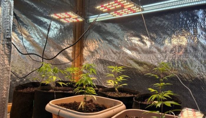 Polícia Civil e Guarda Civil apreendem estufa de maconha em Ponta Grossa