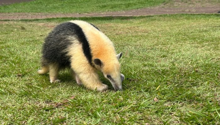 Zoo de Cascavel recebe três novos moradores em 2026